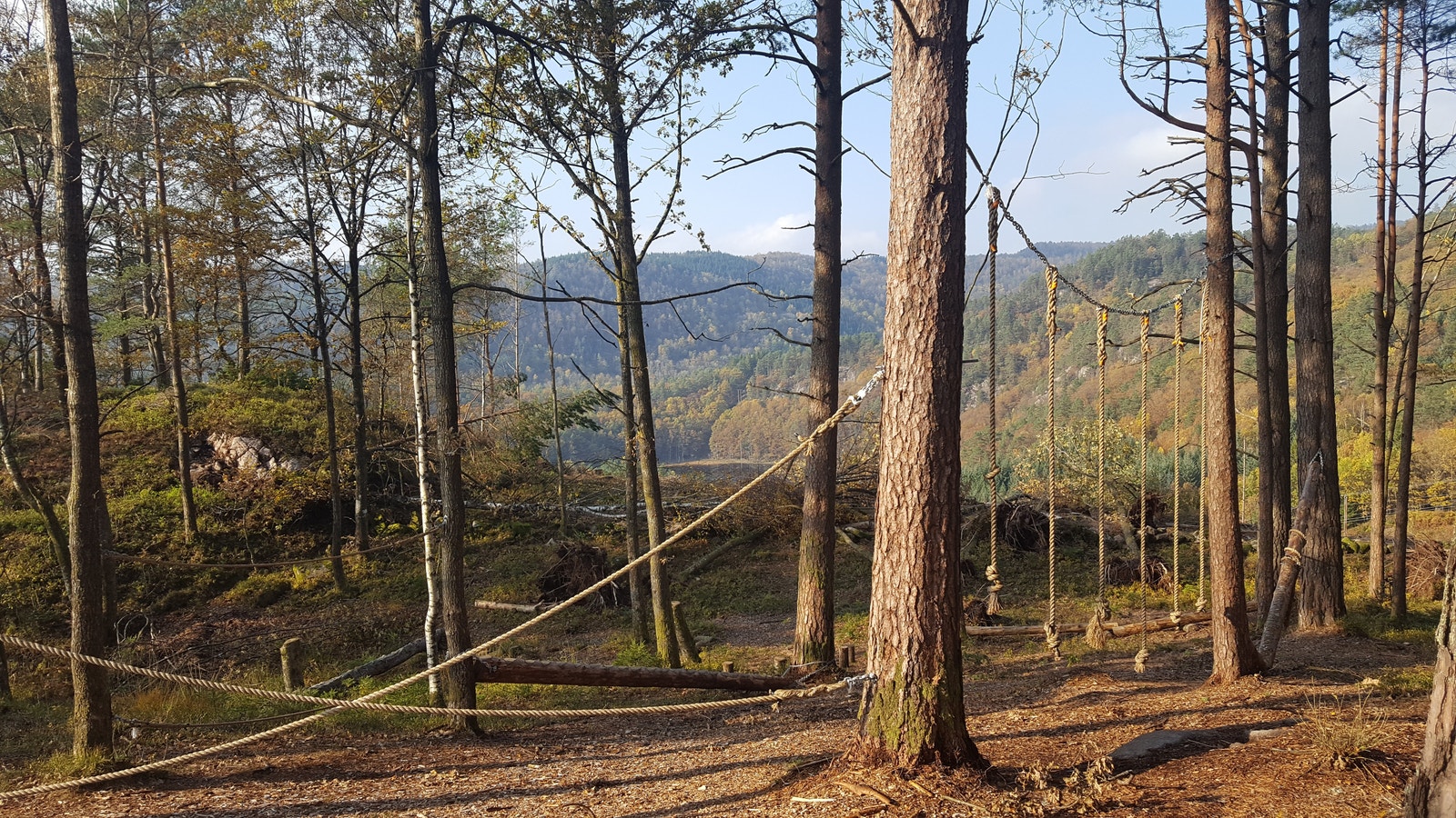 Klatreskog Galleribilde