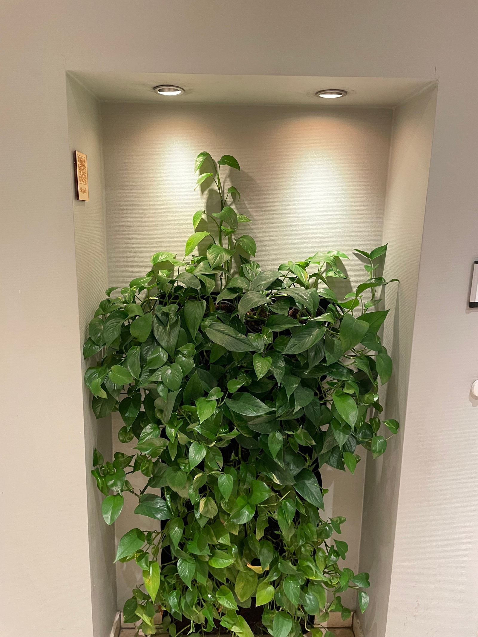 Beplantning i fellesareal Galleribilde