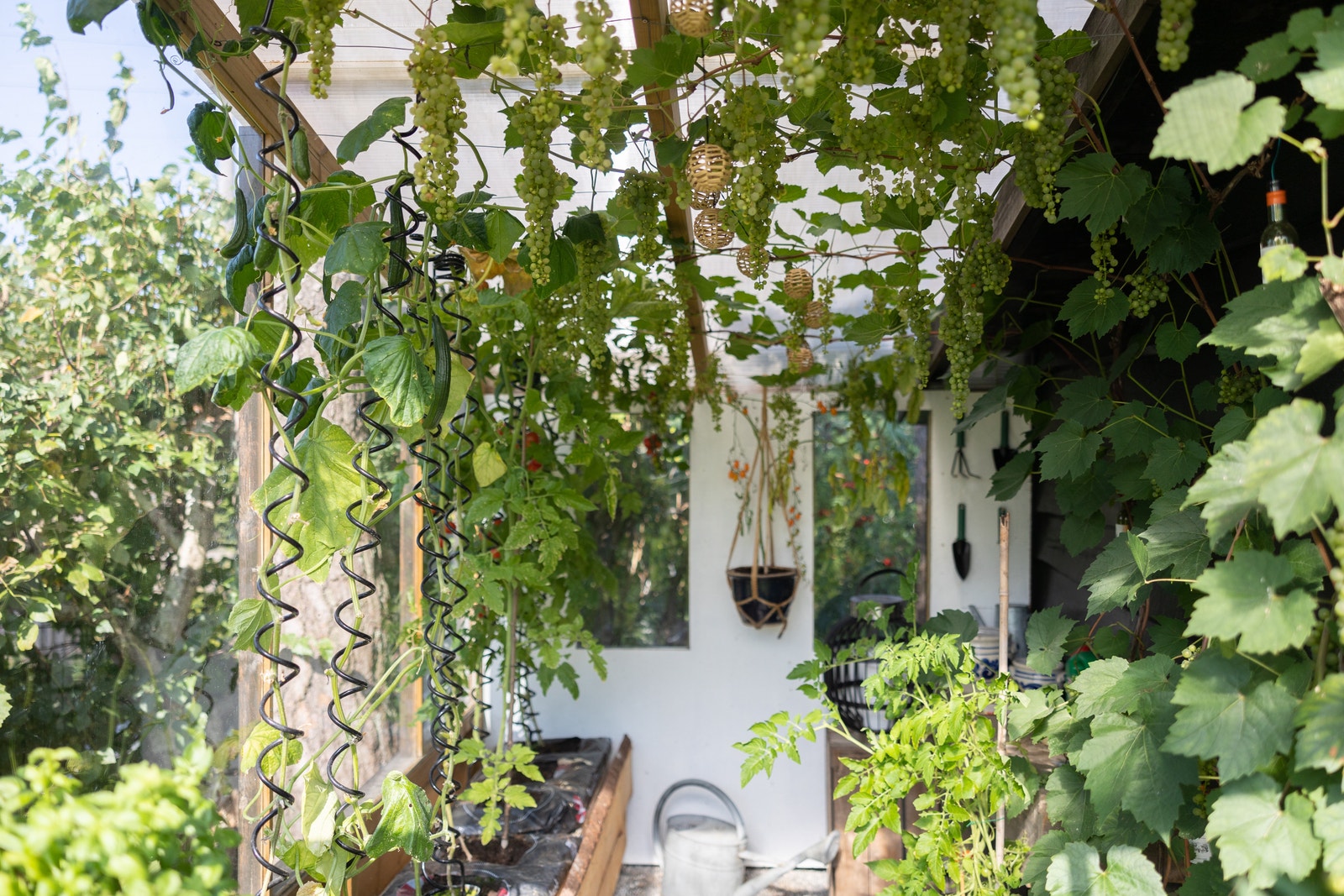 Drivhus Galleribilde