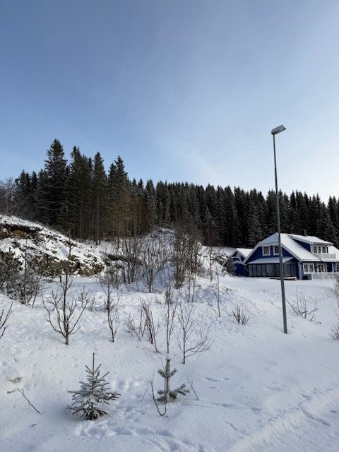 Bilde av tomtene Galleribilde