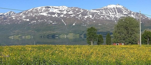 Sommerstemning i nærområdet. Galleribilde