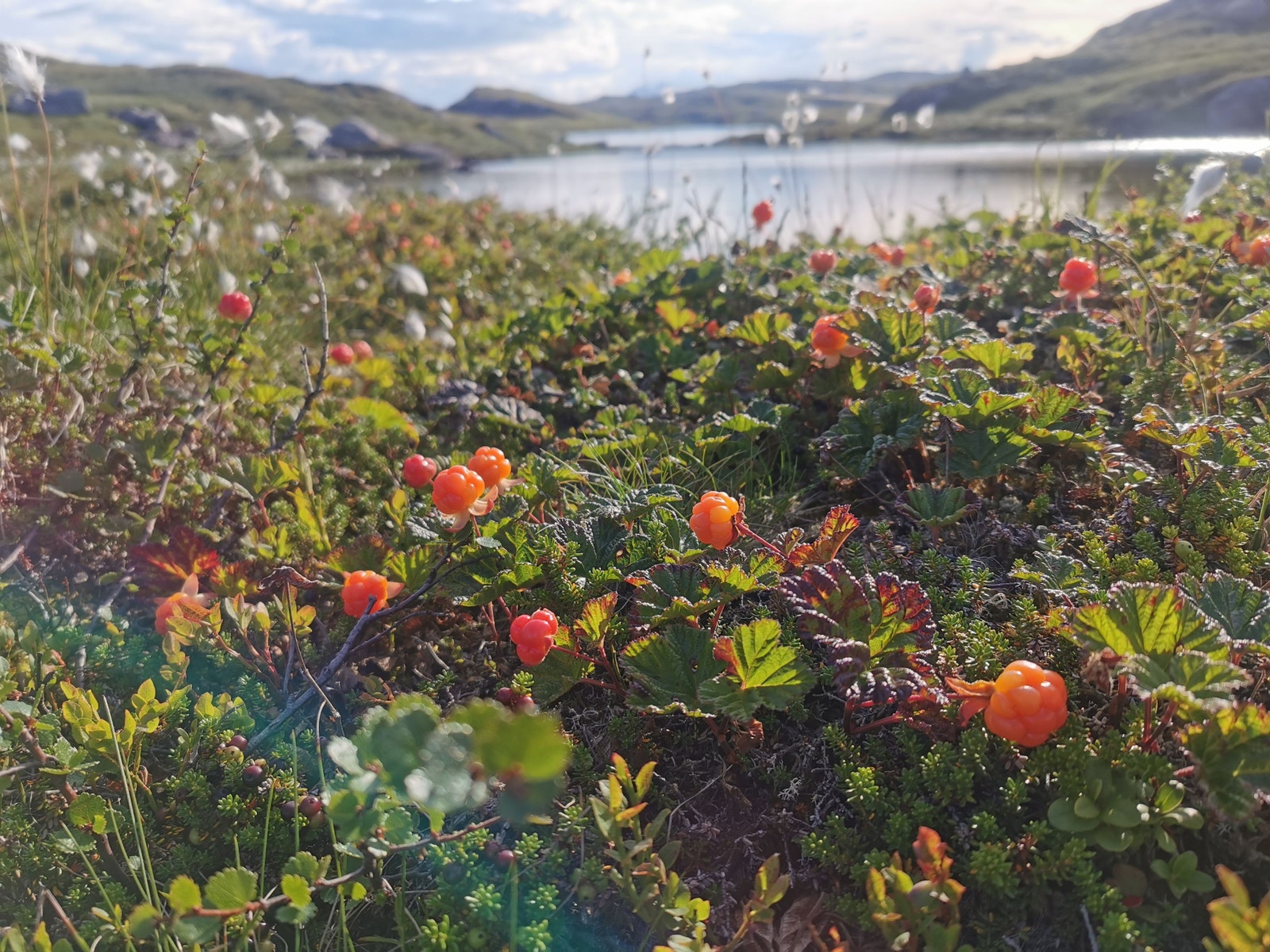 Markens grøde Galleribilde
