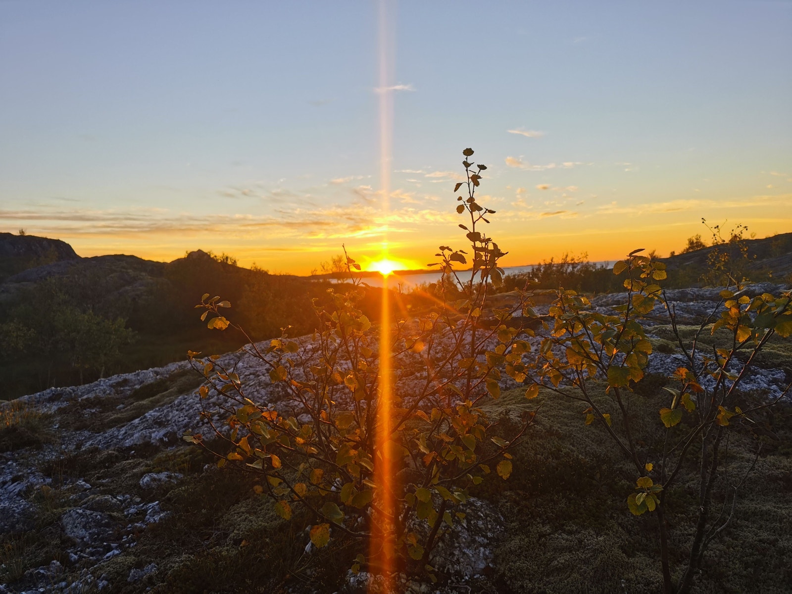 Sensommerkveld Galleribilde