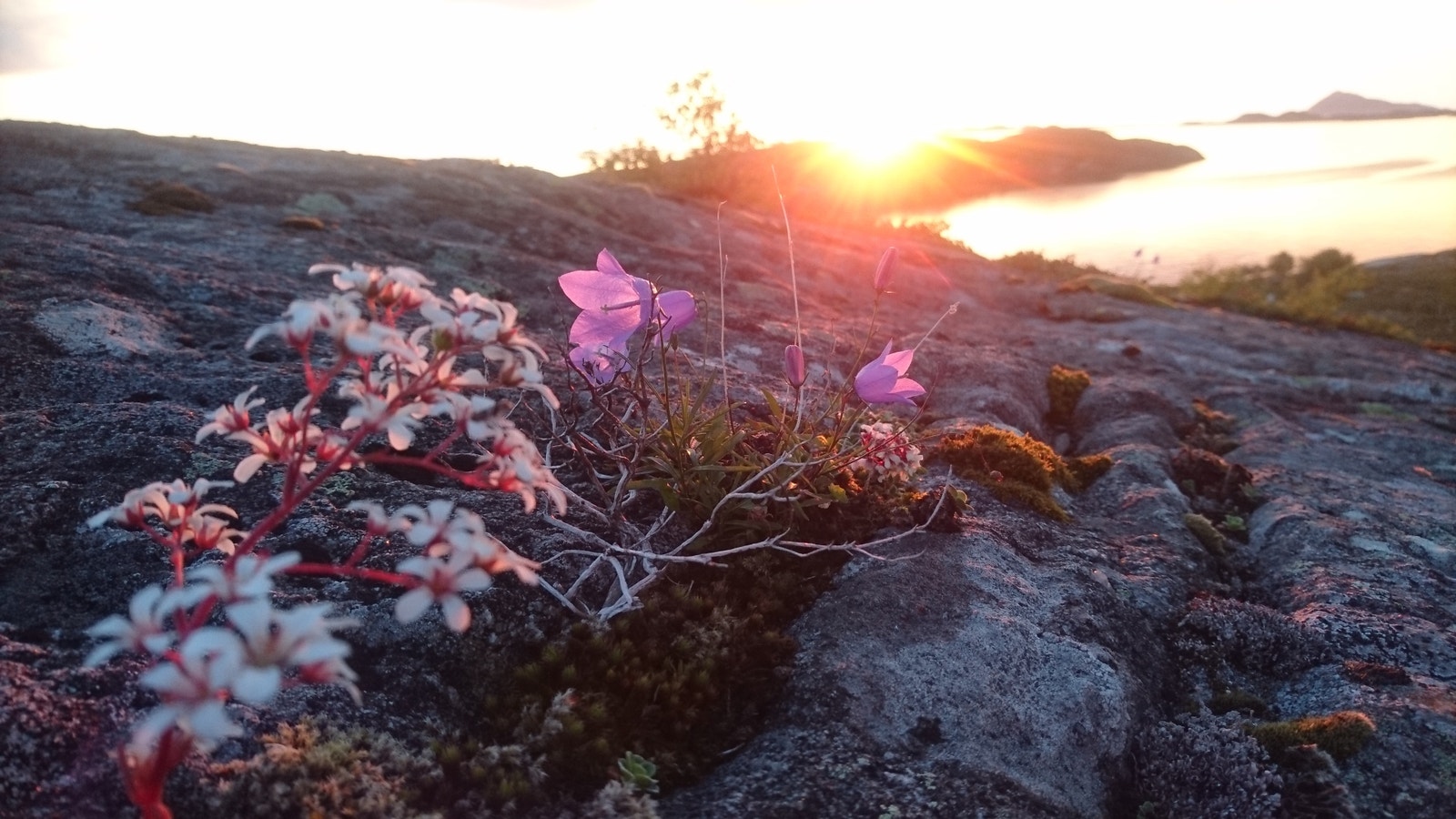 Sensommerkveld Galleribilde
