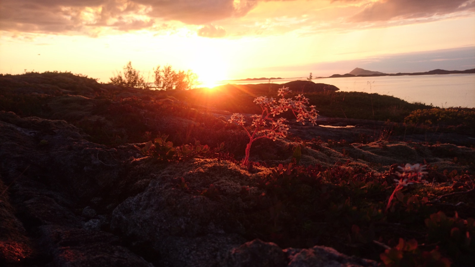 Sensommerstemning Galleribilde