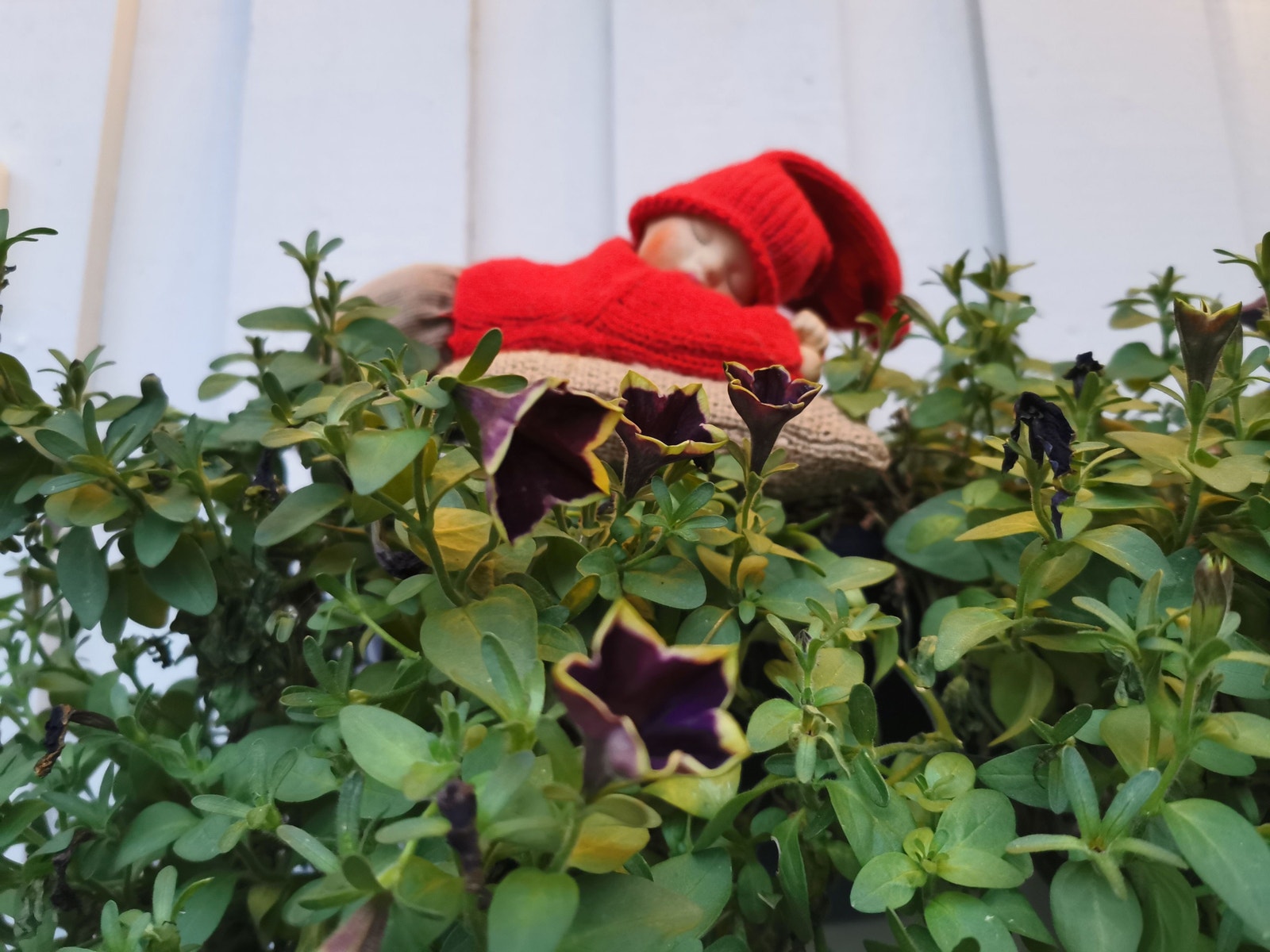 Mild førjulsvinter dette året :) Galleribilde