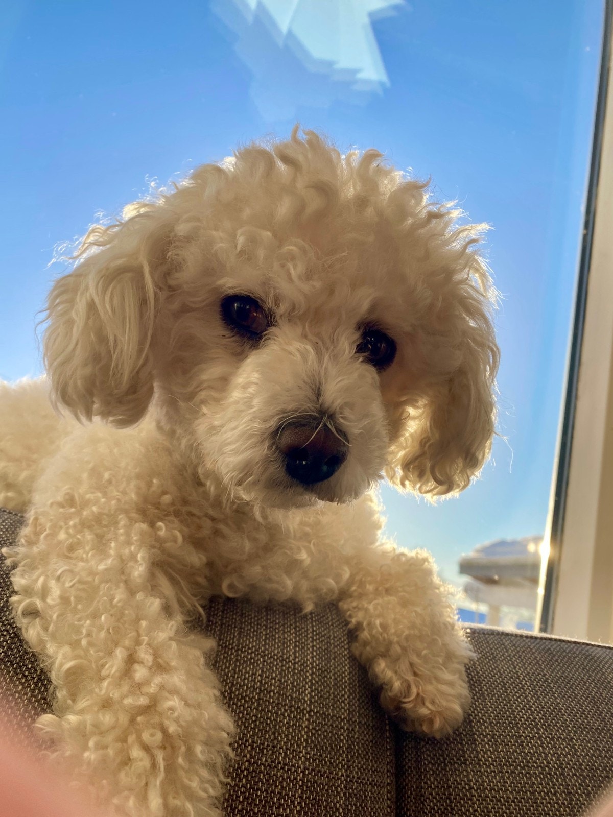 Lexie fem år. Vår søte bichon frise bor i huset. Galleribilde