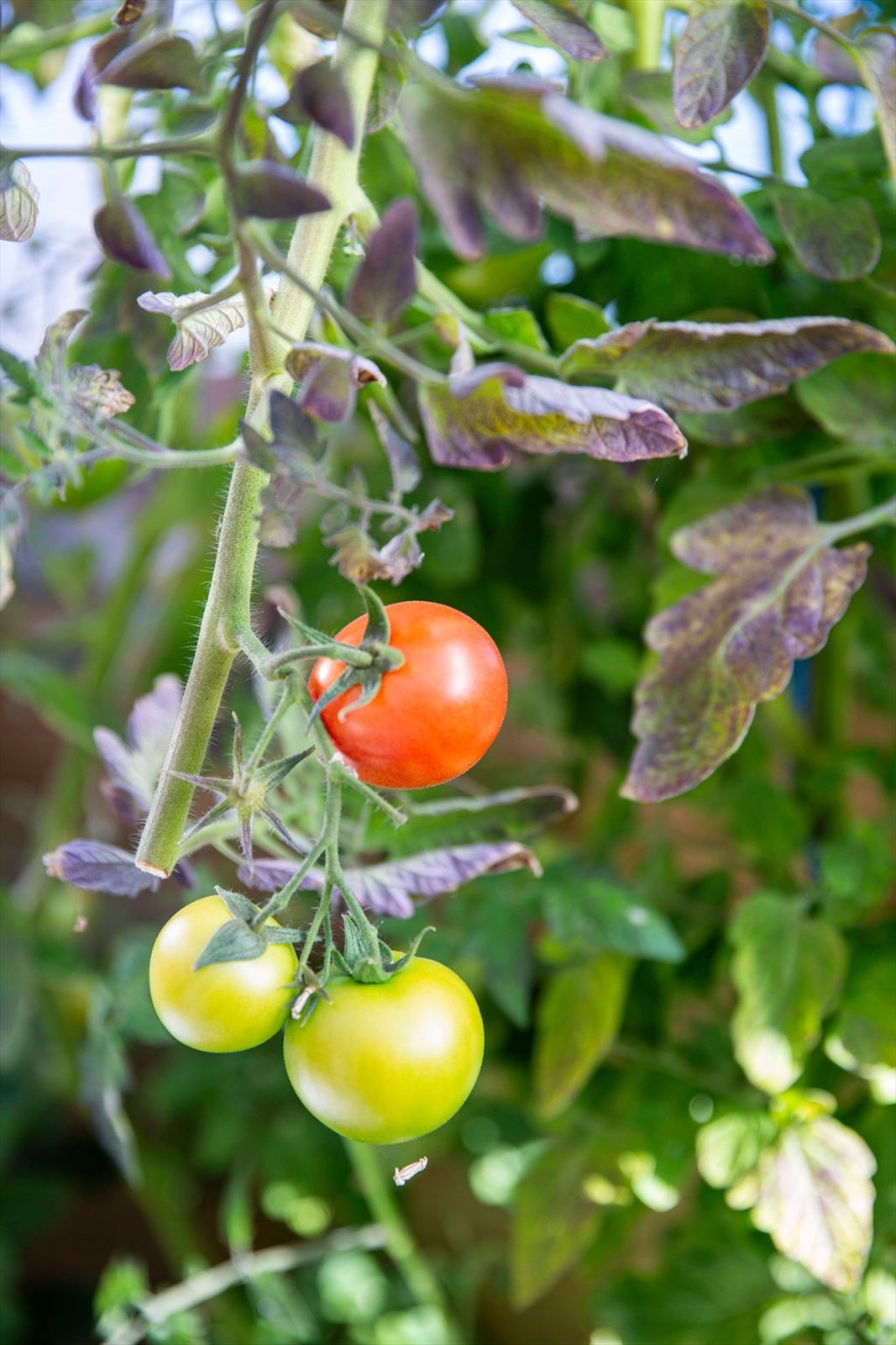 Drivhus Galleribilde