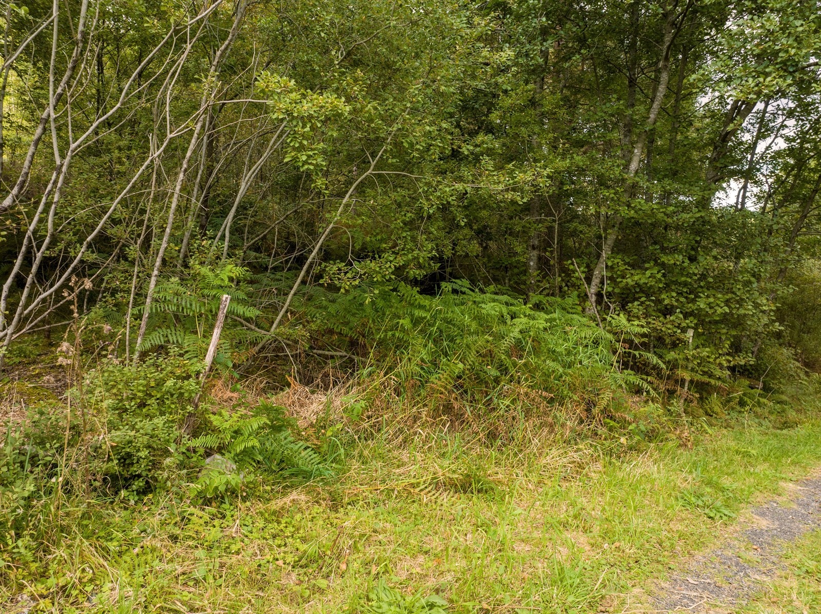 Eiendommen grenser til privat skogsbilveg Galleribilde