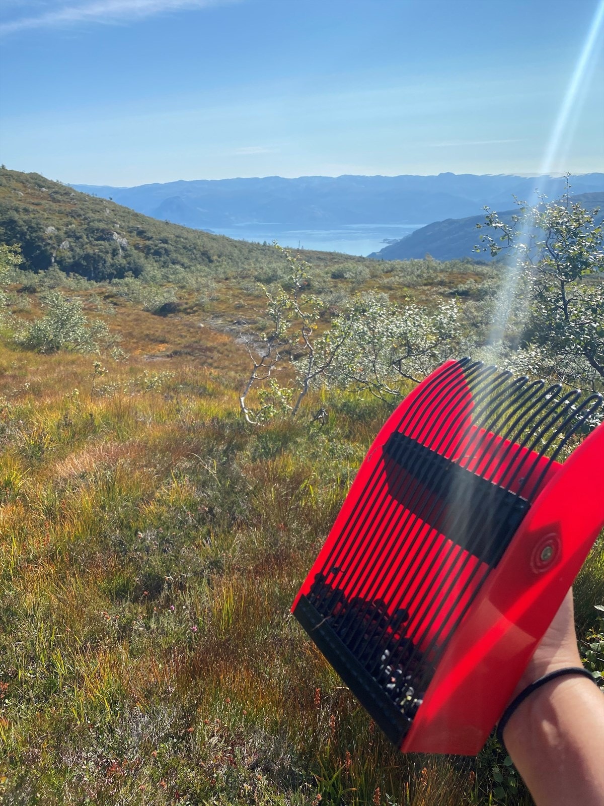 Sommerstid er Kvamskogen er eldorado for friluftsmennesker, hva med blåbærplukking med nydelig utsikt Galleribilde