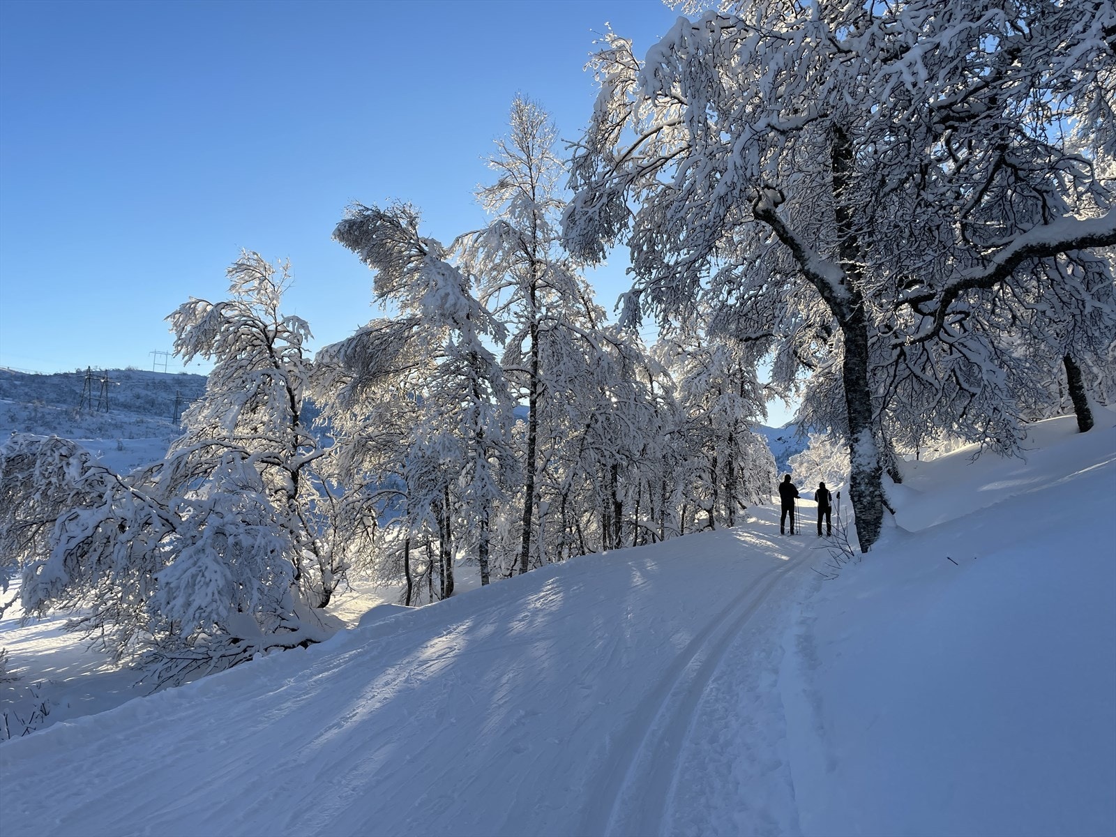 Løypenettet er godt utviklet på Kvamskogen Galleribilde