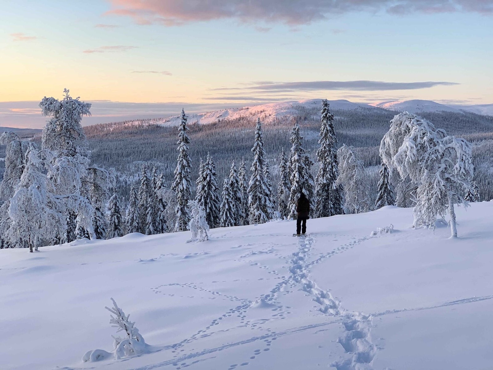 Foto fra tomteområdet Galleribilde
