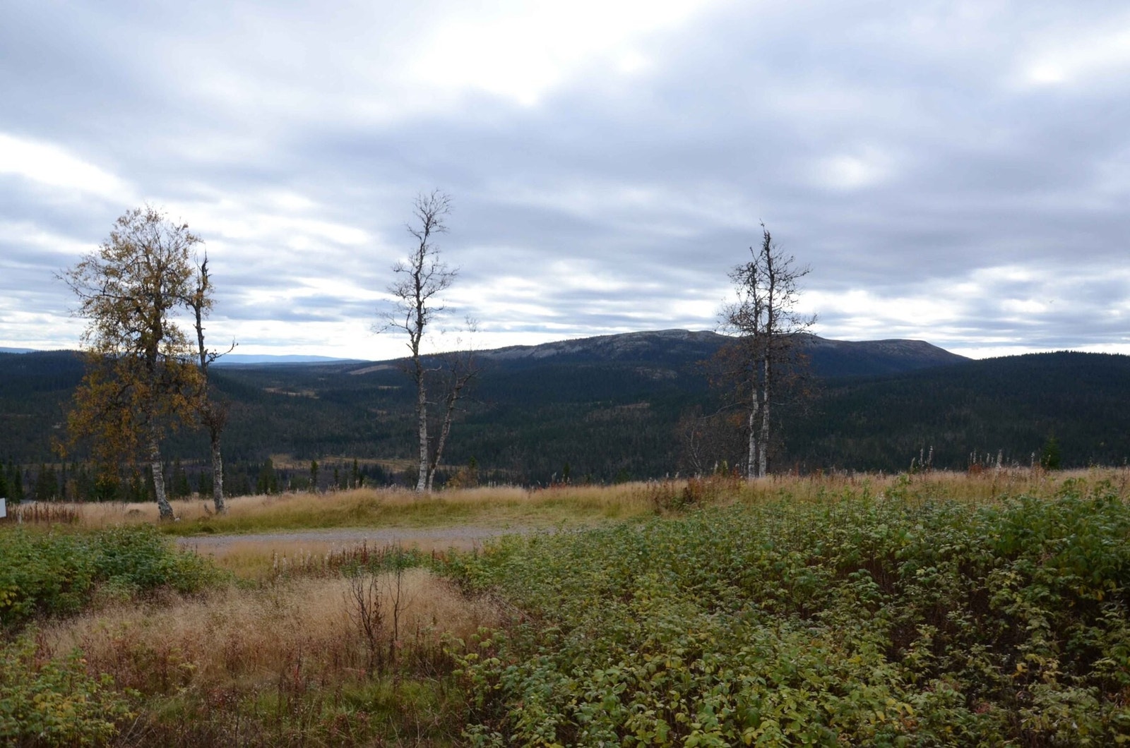 Foto fra tomteområdet Galleribilde