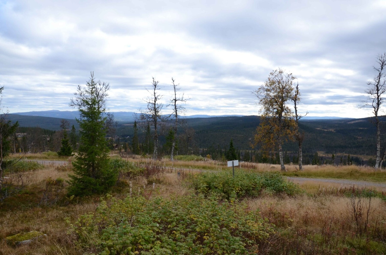 Foto fra tomteområdet Galleribilde