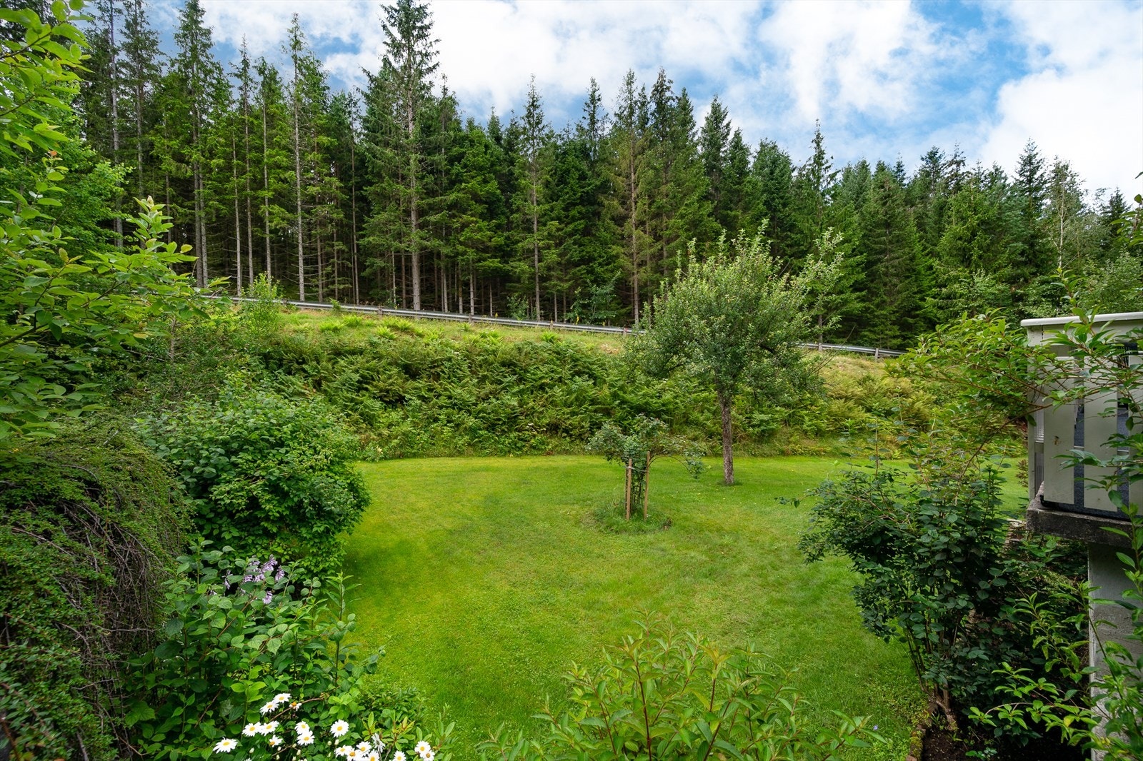 Etablert hage med bærbusker og frukttrær Galleribilde