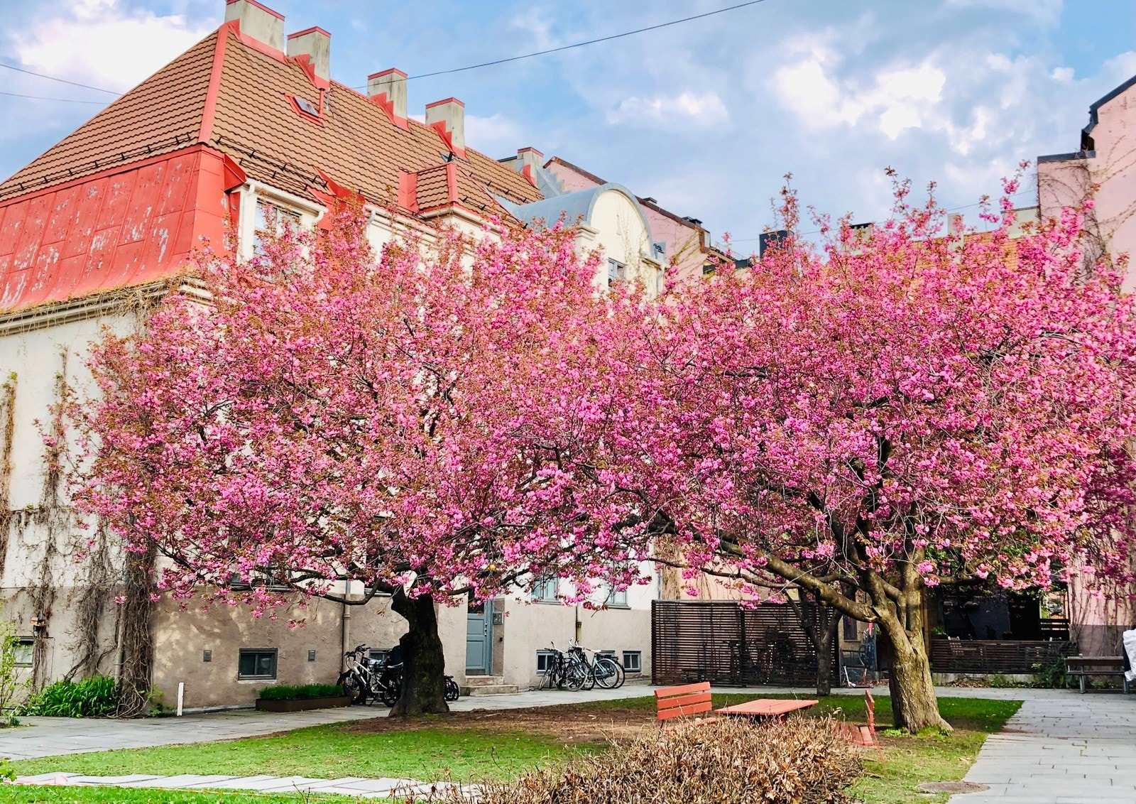 I det nydelige gårdsrommet er det japanske kirsbærtrær, bærbusker, sittegrupper, grill og lekeapparater. (Arkivbilde) Galleribilde