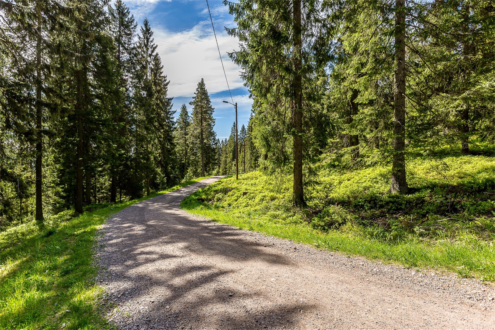 Lillomarka på sommerstid. Galleribilde