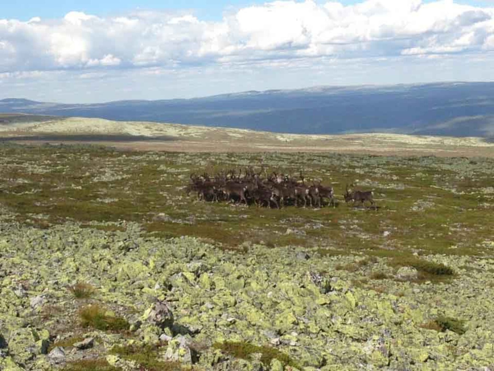 Reinsdyrflokk i Eltdalen Galleribilde