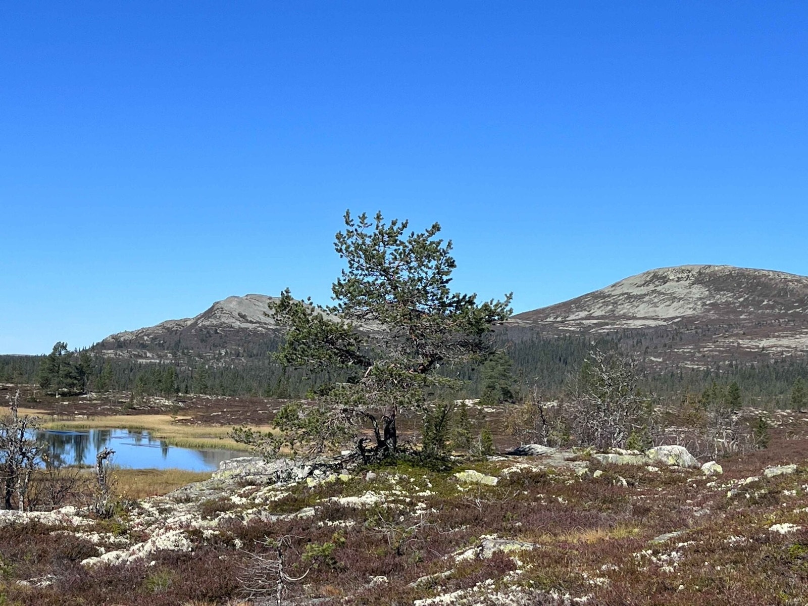 Nydelig fjellandskap! Galleribilde