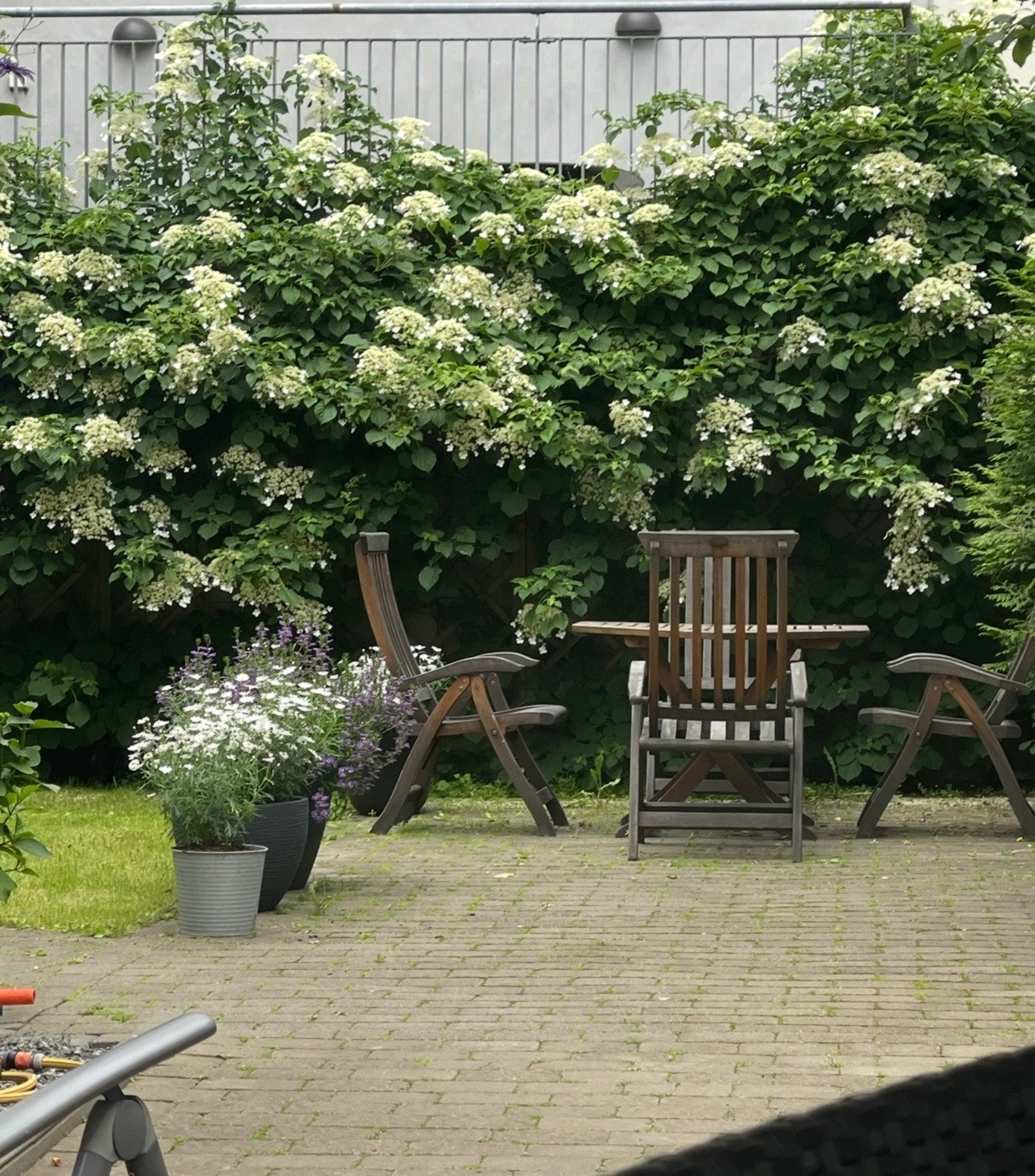 Bakgården på varme dager. Galleribilde