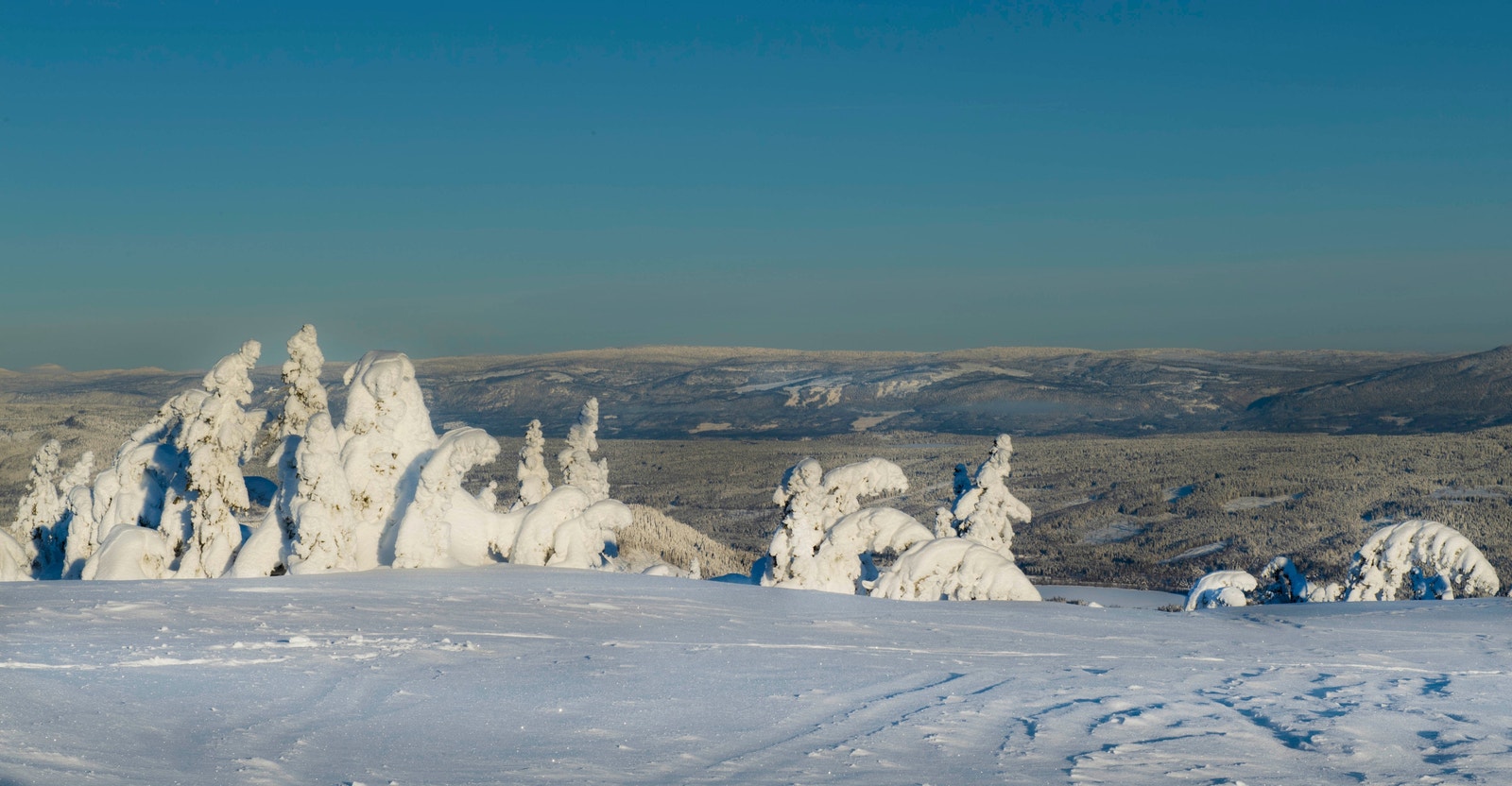 Birkenåsen. Galleribilde
