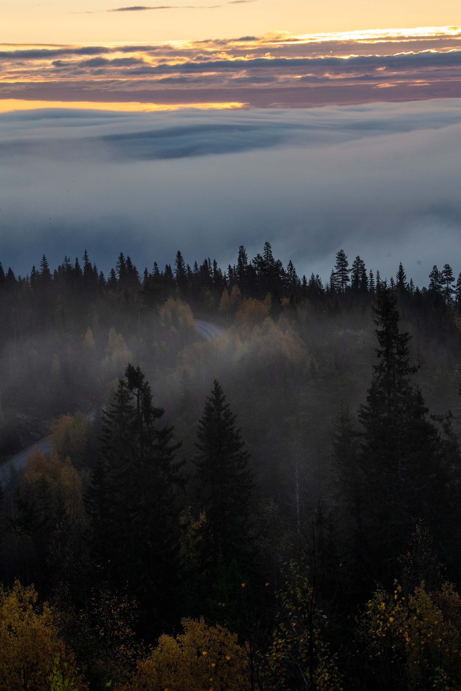 Birkenåsen. Galleribilde