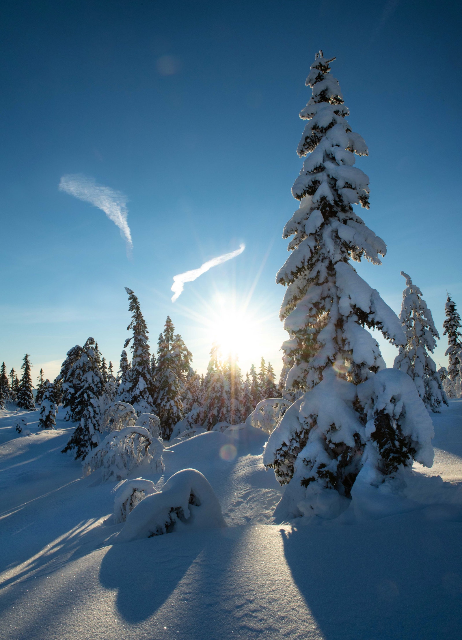 Birkenåsen. Galleribilde