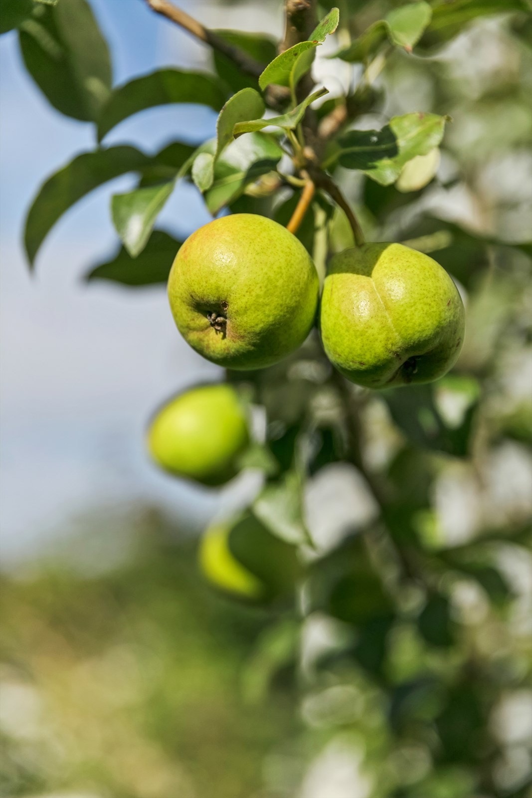 Epler, pærer, rabarbra, jordbær, rips, gule kirsebær og solbær er blant de smakfulle fruktene som blomstrer opp når sesongen inntreffer. Galleribilde