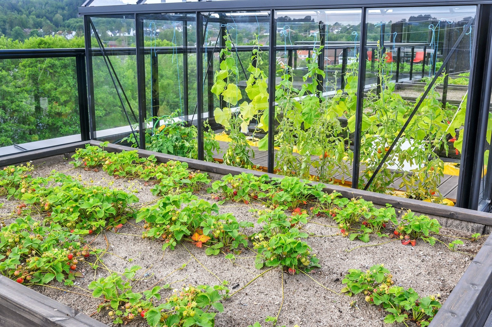 Drivhus. Galleribilde