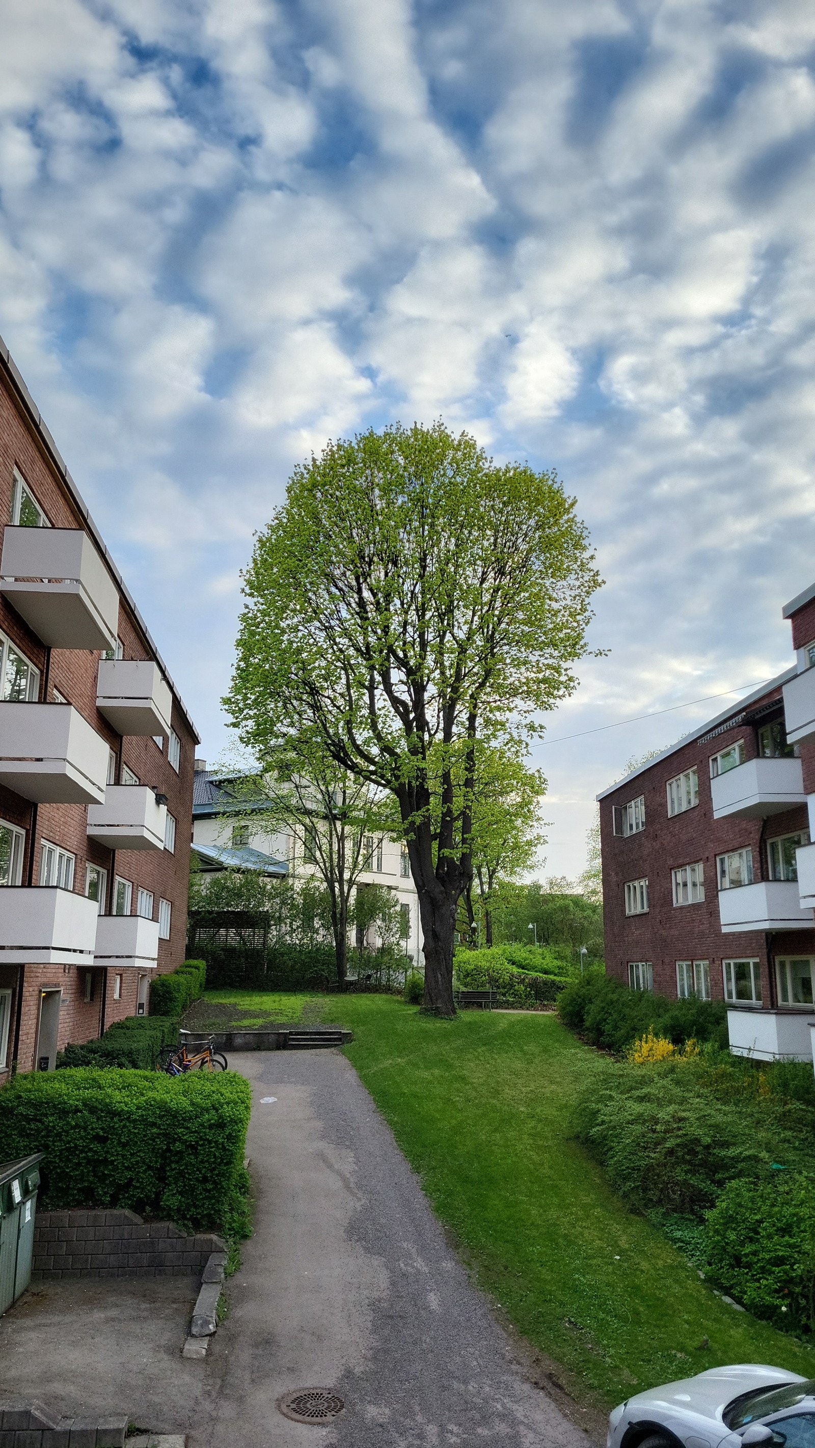 Selgers sommerbilde Galleribilde