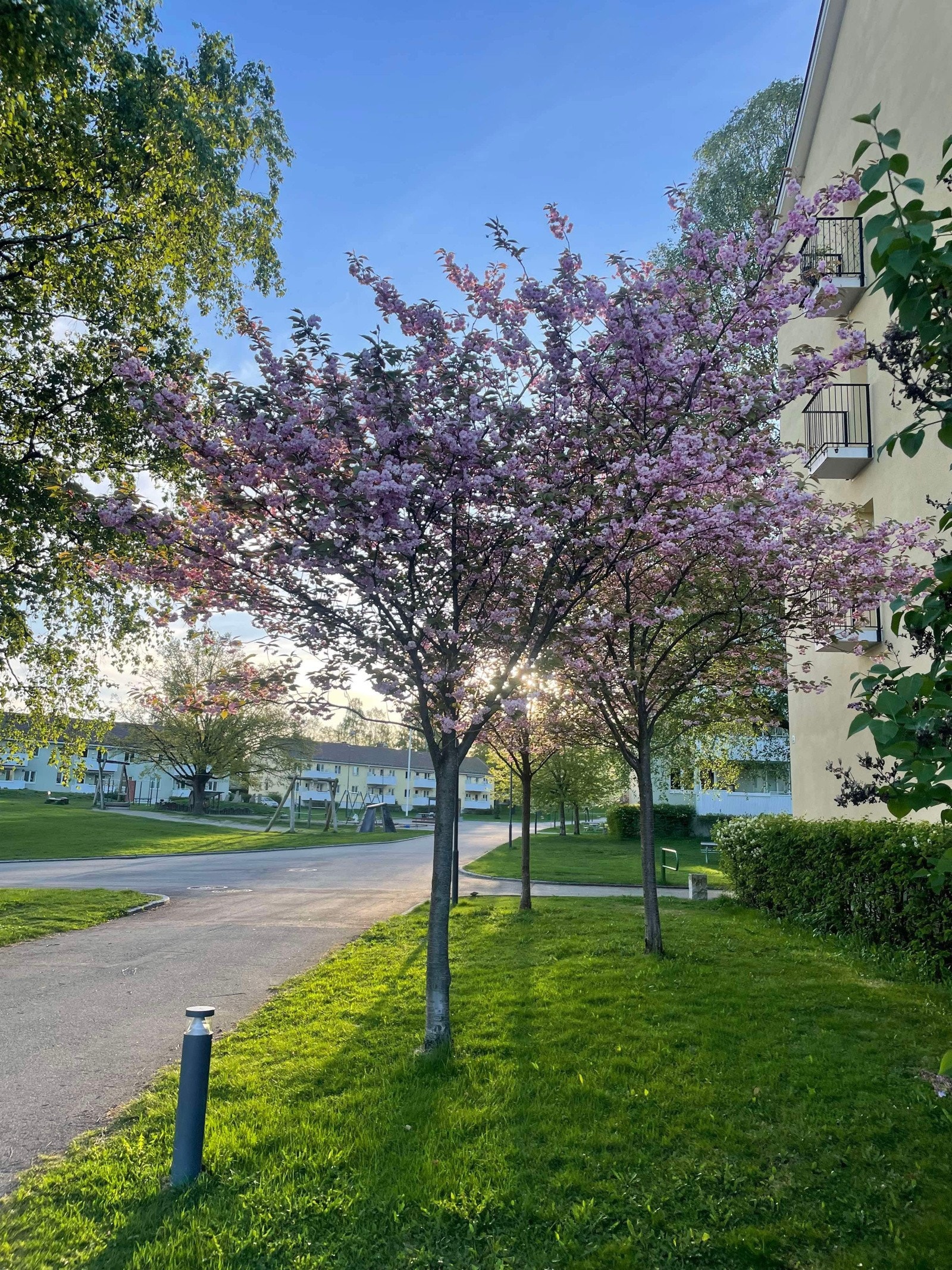 Selgers bilde. Galleribilde