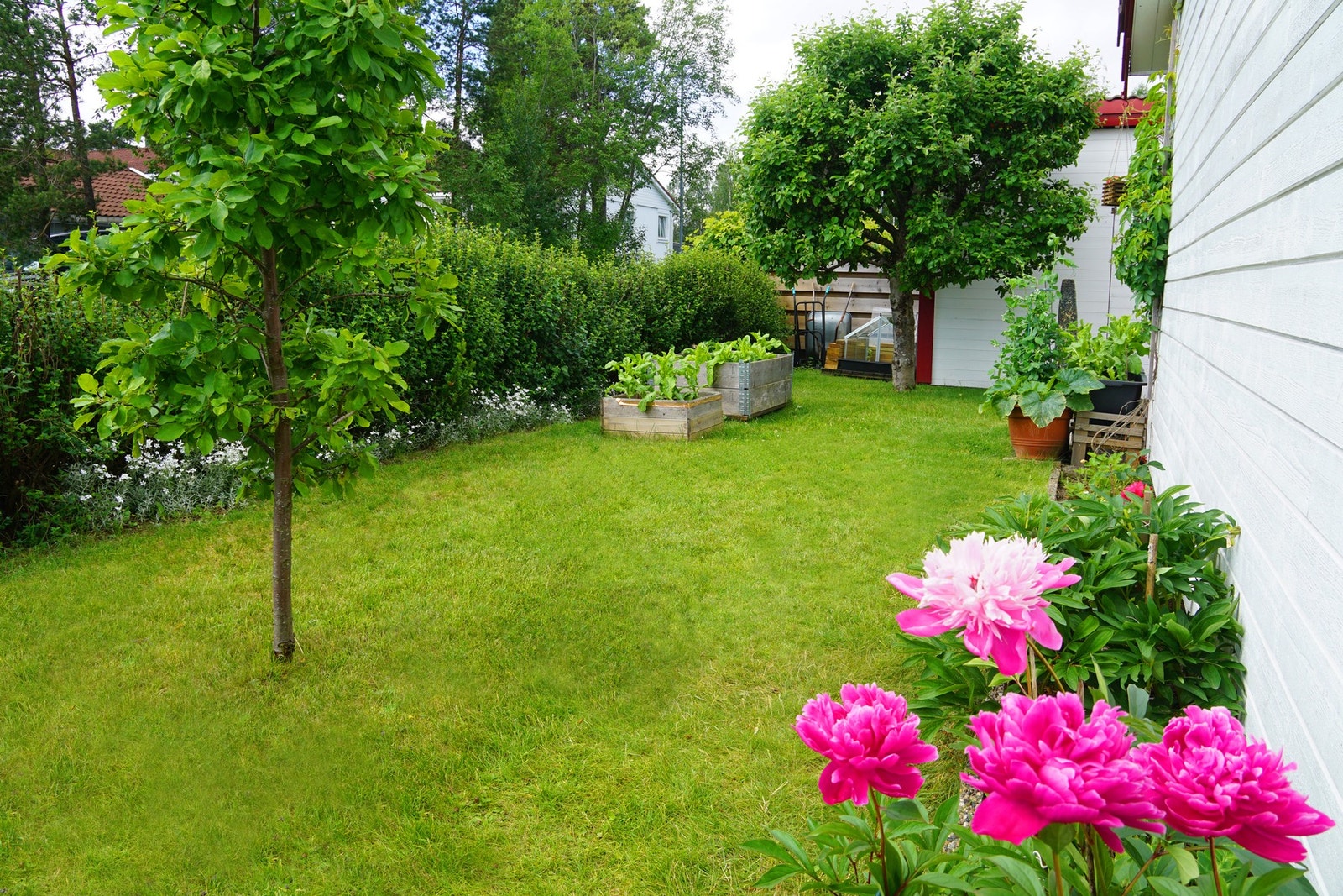 Oase av en hage som er pent opparbeidet med gressplen, skjermende busker, beplantning og blomster. Selgers egne bilder. Galleribilde