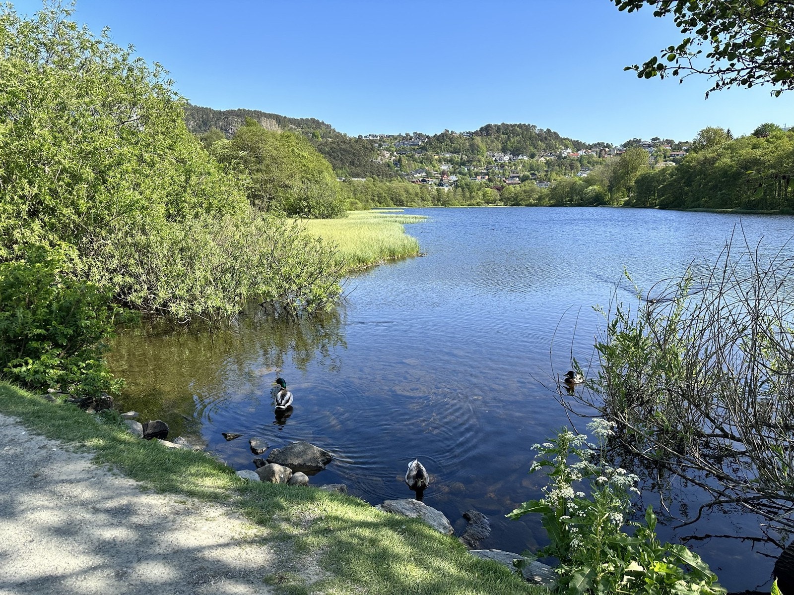 Fine turområder rundt Ortuvannet like nedenfor leiligheten Galleribilde