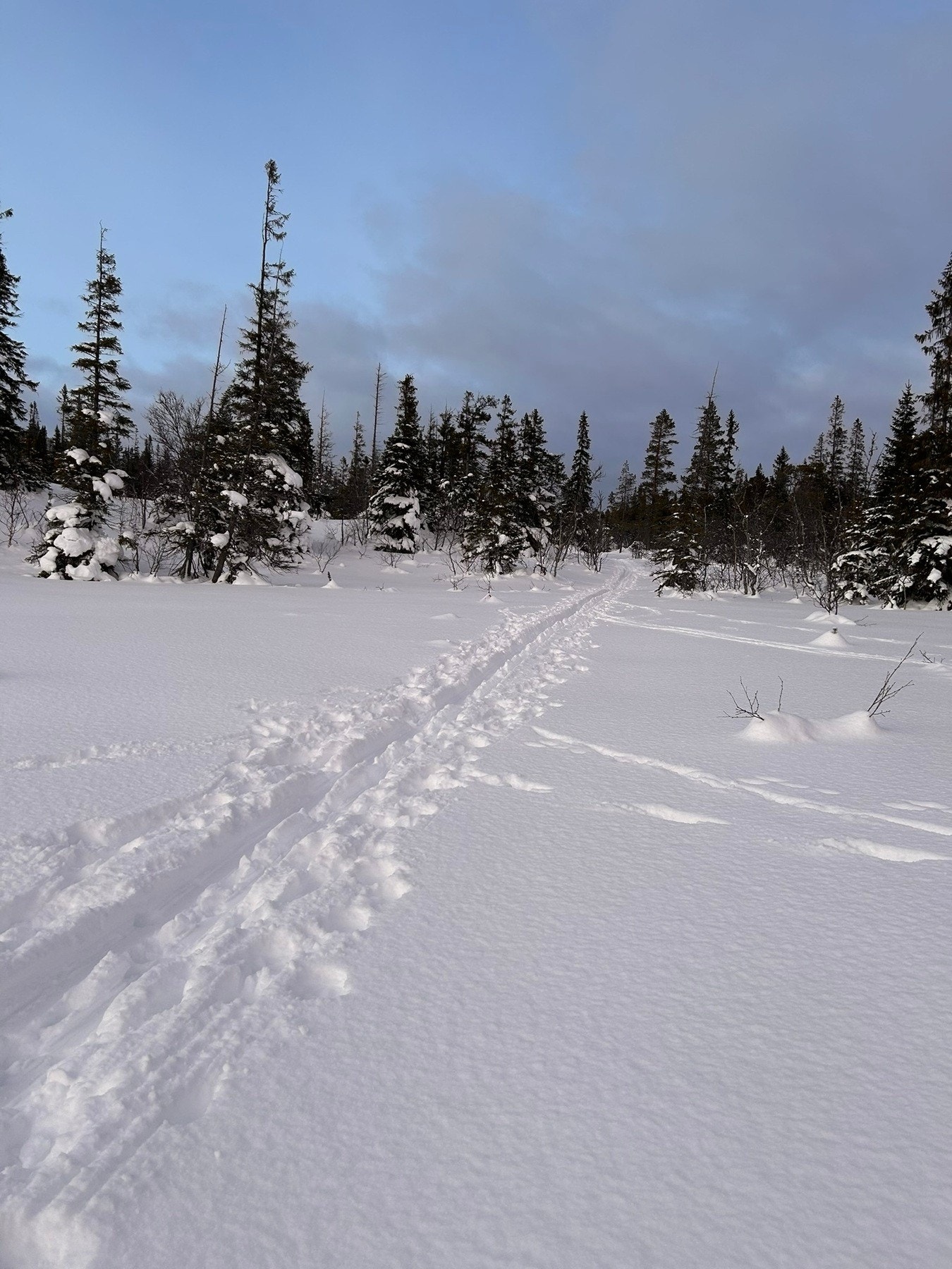 Selgers private vinterbilde. Galleribilde