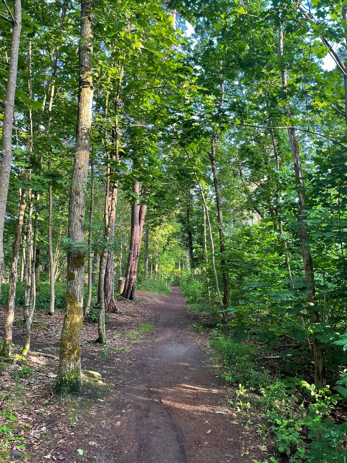 Områdebilde - Byskogen Galleribilde