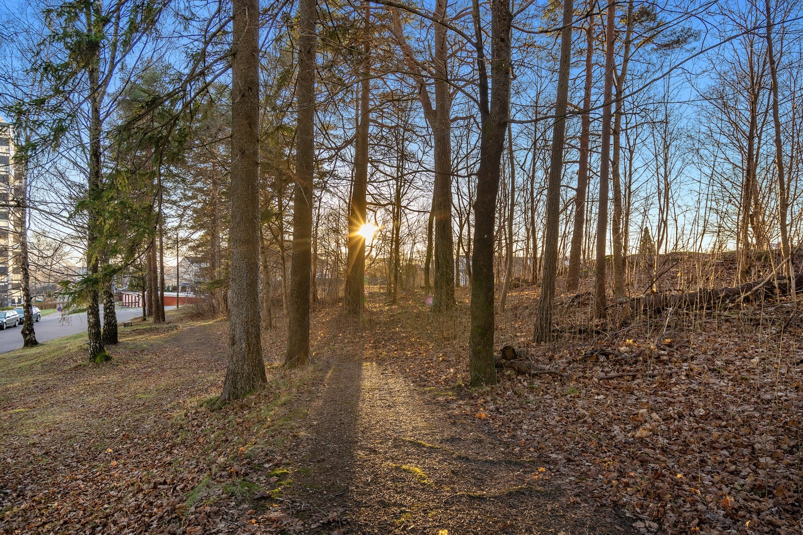 Områdebilde - Byskogen Galleribilde