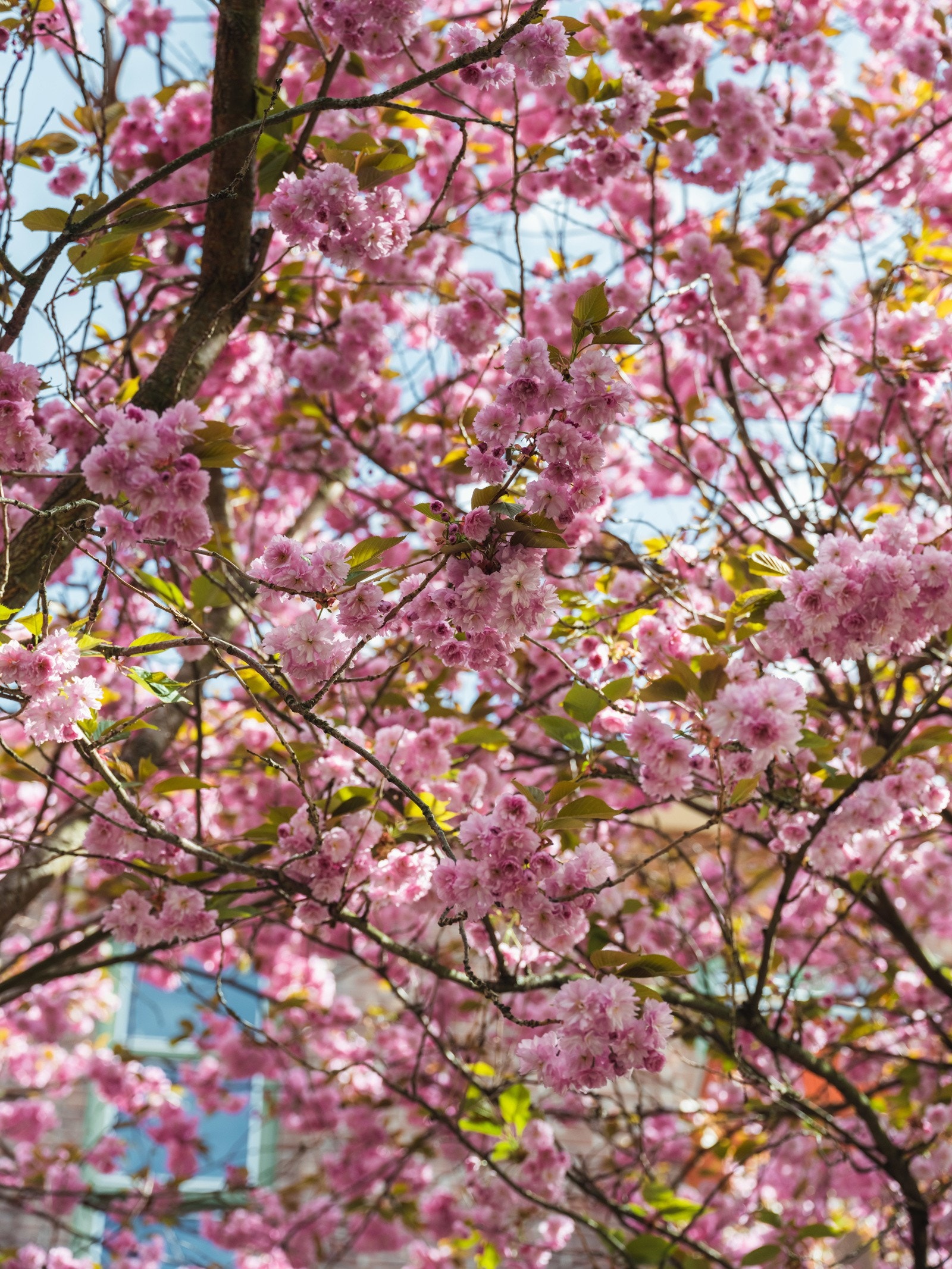Dette nydelige kirsebærtreet fargelegger bakgården når det er i sin fulle blomst. Galleribilde