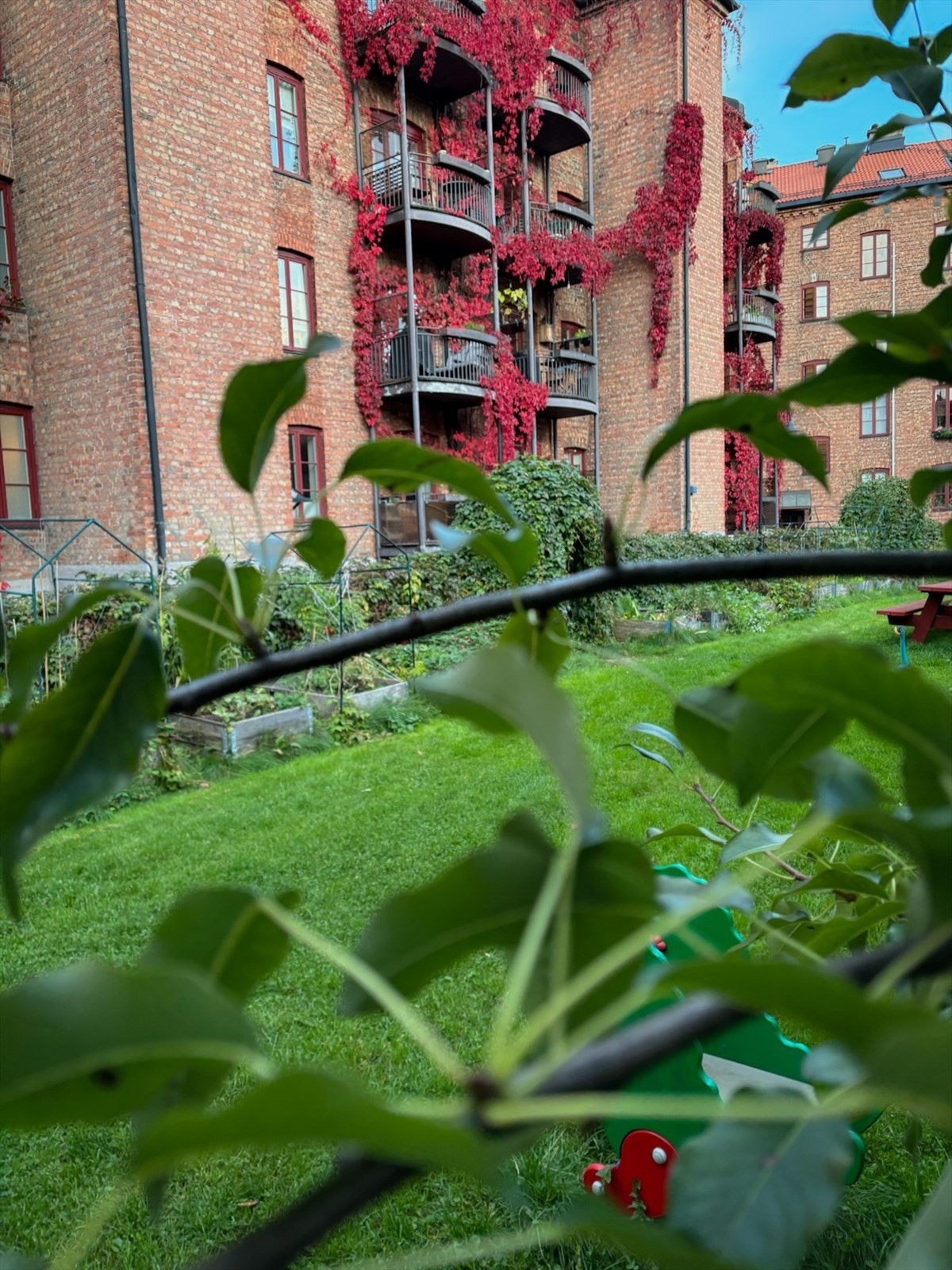 Klatreplanter som skifter fra frodig grønn til dyp rødfarge på sensommer/høst. Galleribilde