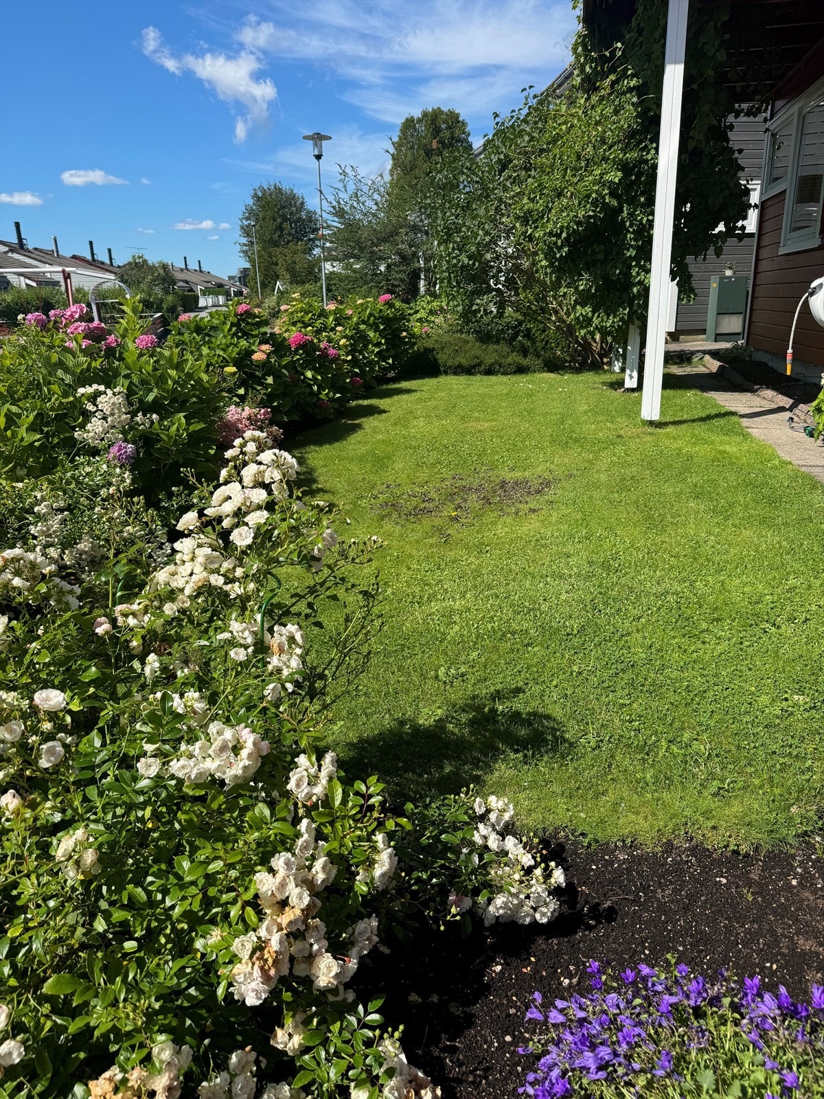 Sommerbilder Galleribilde