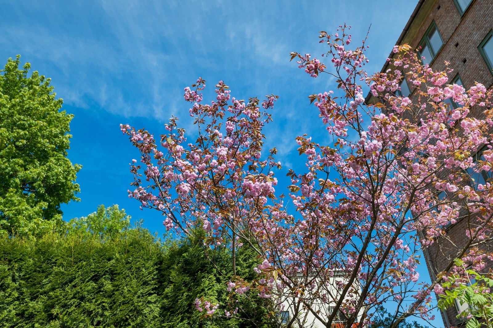 På sommerstid er det svært trivelig her ute! Flott beplantning og flere sittegrupper. Galleribilde