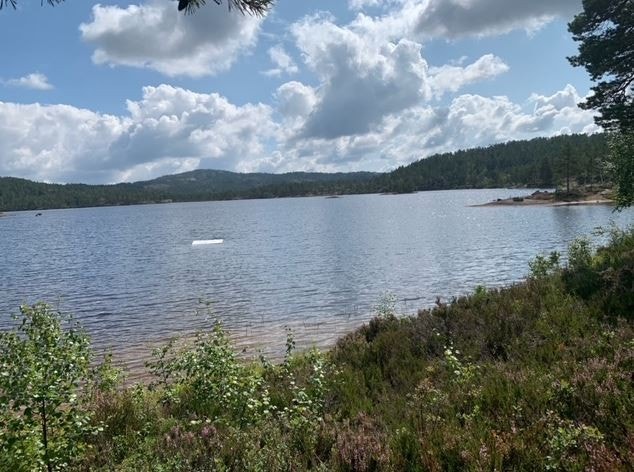 Selgers bilde. Galleribilde