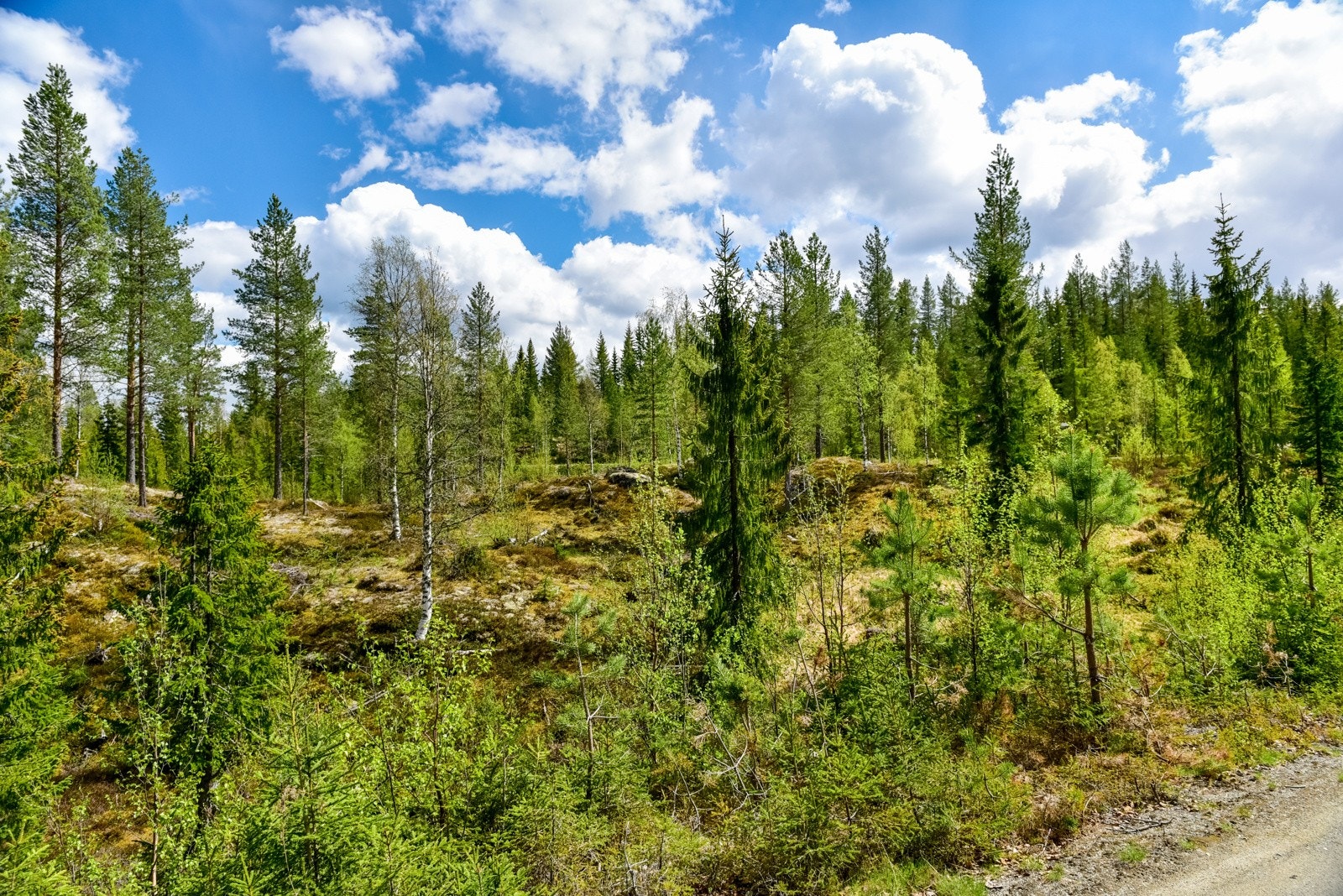 Området Galleribilde