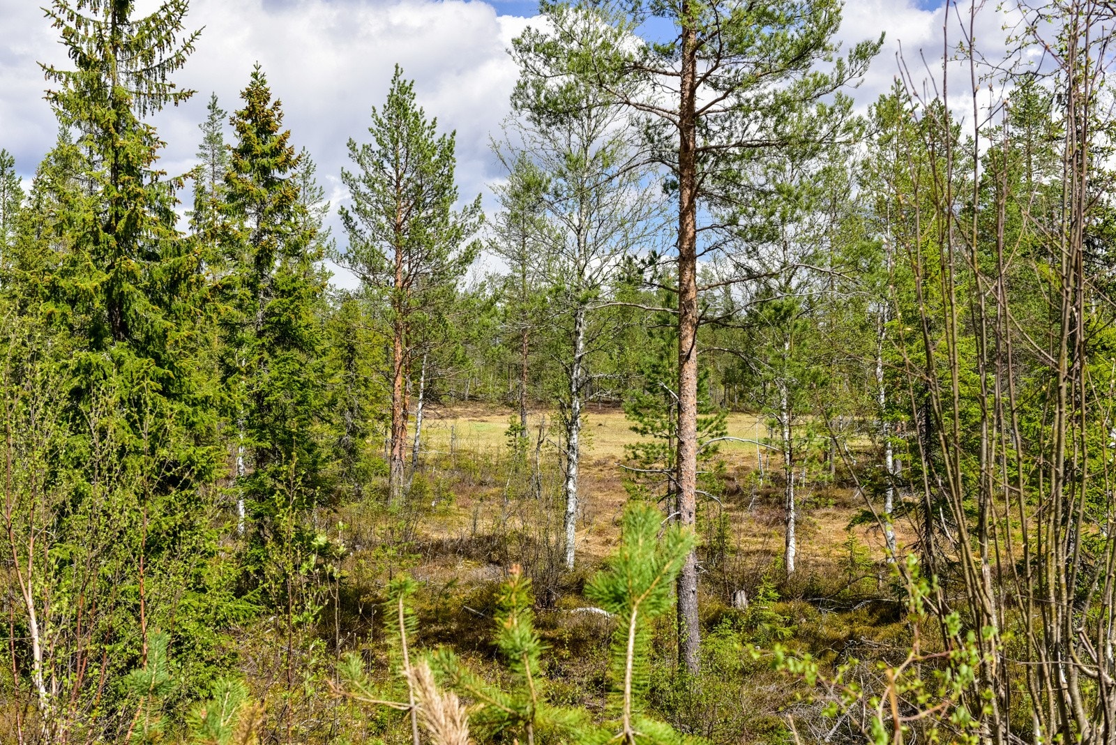Området er stille og rolig, med kort veg til både vann og skiløyper Galleribilde