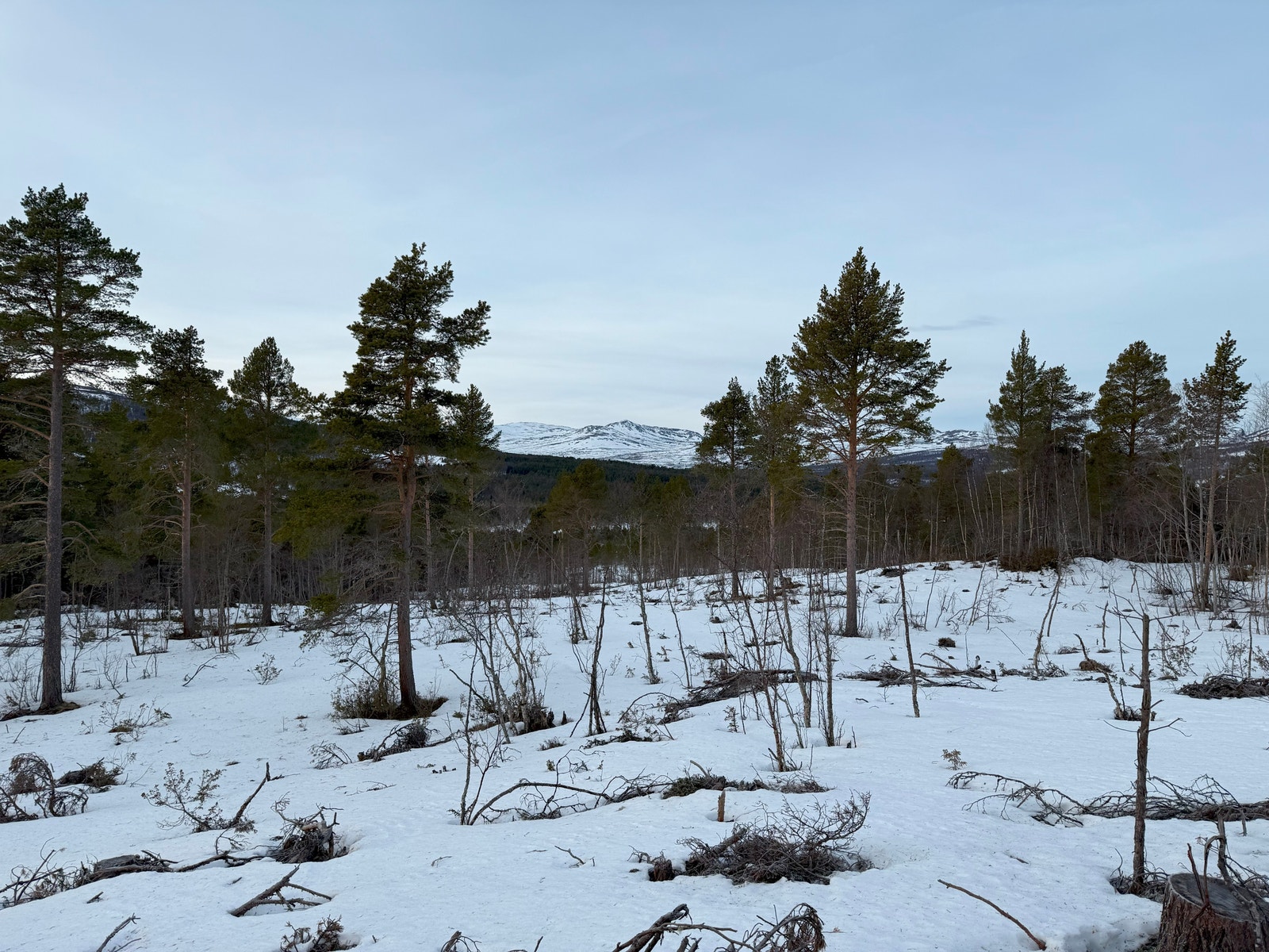 Bilder fra tomteområdet Galleribilde