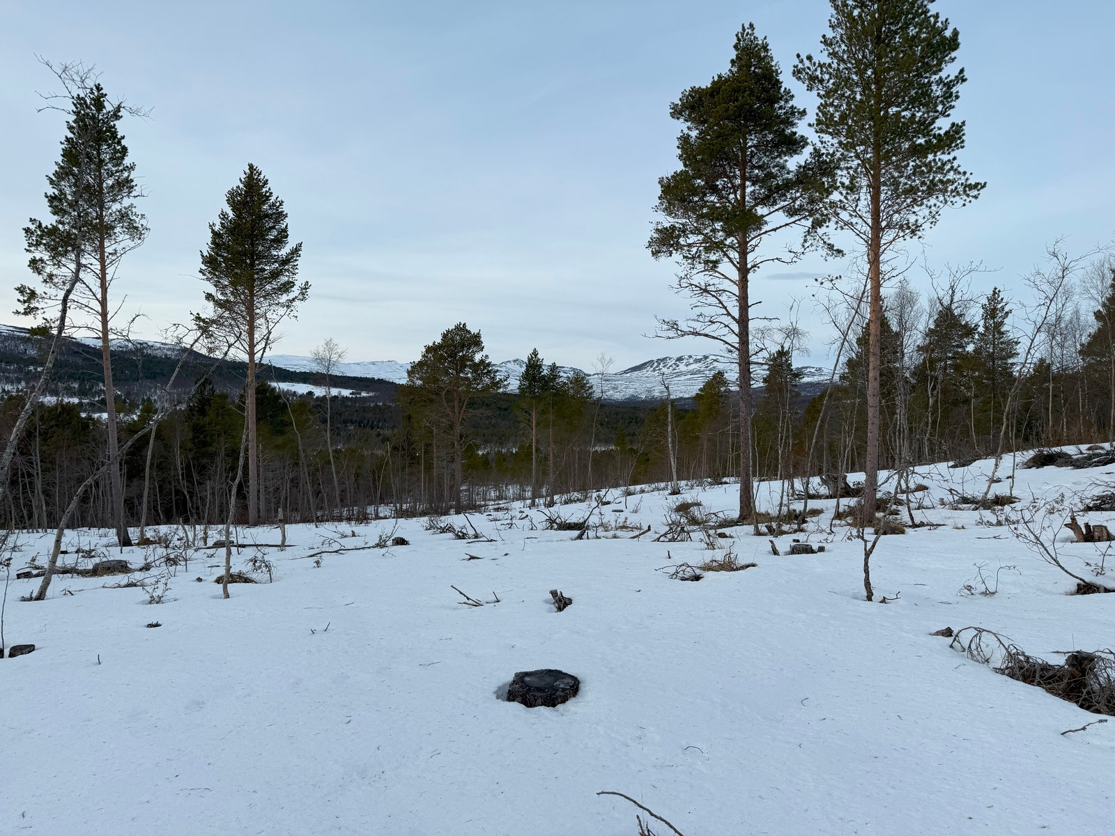 Bilder fra tomteområdet Galleribilde