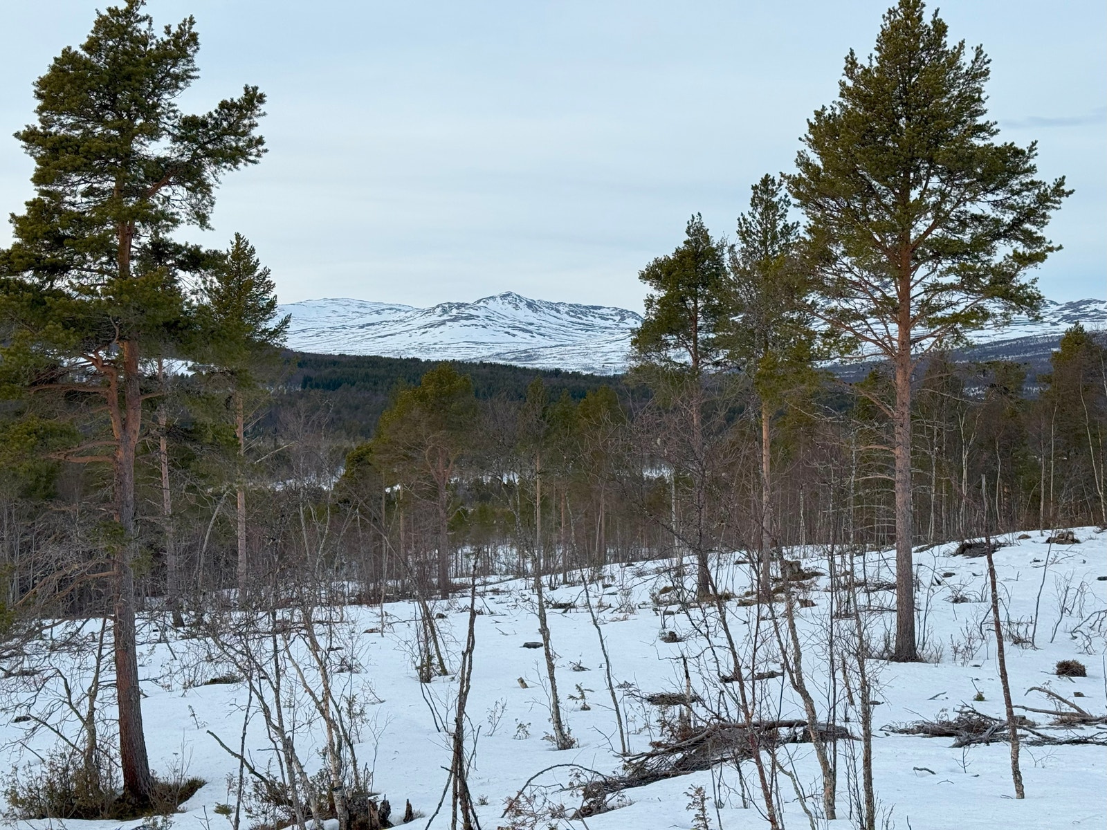 Bilder fra tomteområdet Galleribilde