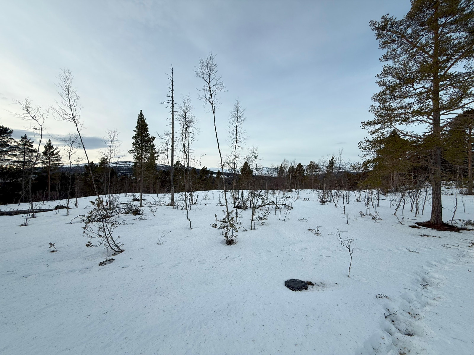 Bilder fra tomteområdet Galleribilde