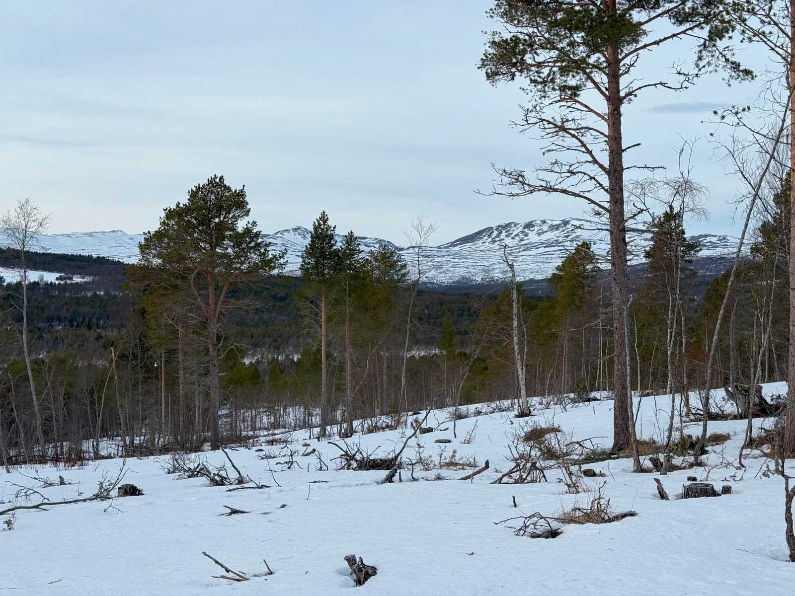 Bilder fra tomteområdet Galleribilde