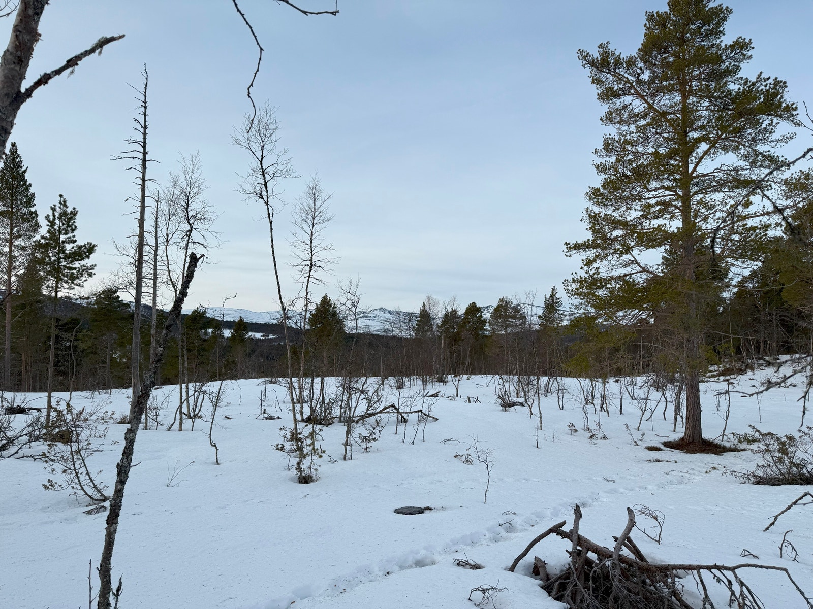 Bilder fra tomteområdet Galleribilde