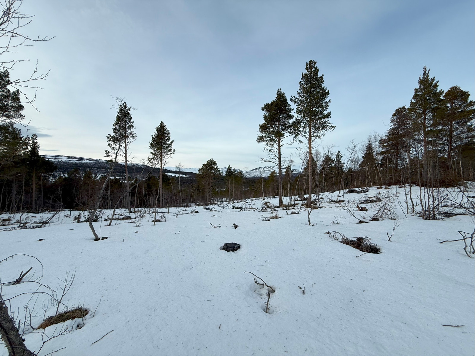 Bilder fra tomteområdet Galleribilde